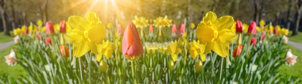 开了花的春天草甸 郁金香和水仙花点缀在晨阳的映衬下 长长的背景全景 — 图库照片