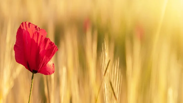 上昇する太陽の暖かい光の中で赤いポピー Papaver と大麦の黄金のフィールドからの美しい風景 パノラマテキストのためのスペースを持つ背景 — ストック写真