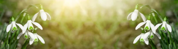 Білі Свіжі Засніжені Квіти Galanthus Зеленій Луці Сонячному Саду Панорама — стокове фото