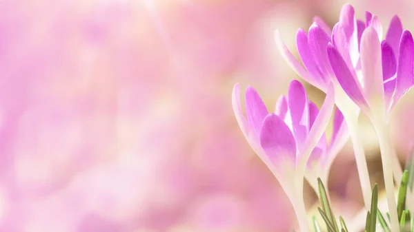 Весеннее Пробуждение Цветущие Розовые Фиолетовые Крокусы Освещенные Утренним Солнцем Весенняя — стоковое фото