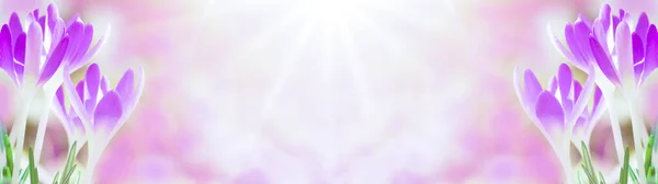 Wiosenne Przebudzenie Kwitnące Różowe Purpurowe Krokusy Oświetlone Porannego Słońca Wiosenna — Zdjęcie stockowe