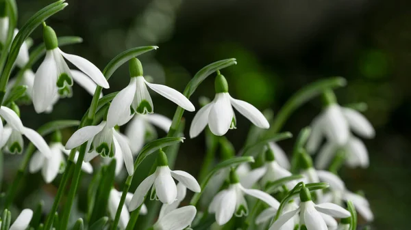 Білі Свіжі Засніжені Квіти Galanthus Зеленій Луці Сонячному Саду Панорама — стокове фото