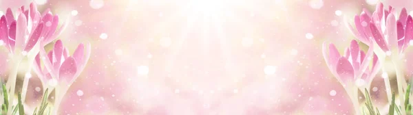 Wiosenne Przebudzenie Płatkami Śniegu Kwitnące Różowe Purpurowe Krokusy Oświetlone Porannego — Zdjęcie stockowe