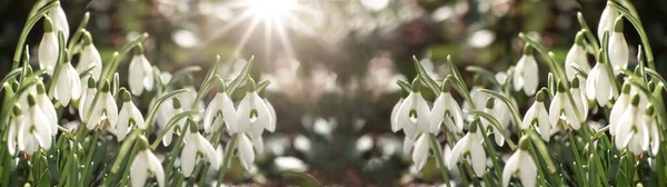 Białe Świeże Krople Śniegu Kwiat Galanthus Zielonej Łące Słonecznym Ogrodzie — Zdjęcie stockowe