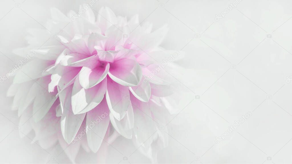 Close up of beautiful blooming white pink dahlia isolated on white background