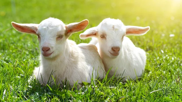 Dierenboerderij Achtergrond Twee Schattige Baby Geiten Zitten Een Groene Weide — Stockfoto