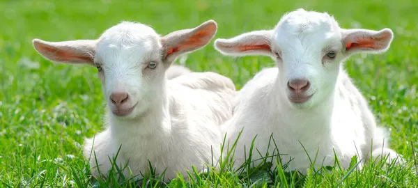 Animale Fattoria Sfondo Due Capre Bambino Carino Sono Seduti Prato — Foto Stock