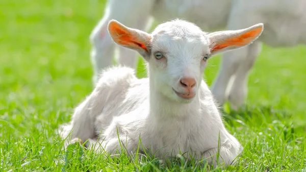 Schattige Baby Geit Zittend Een Groene Weide Dierenboerderij Achtergrond — Stockfoto