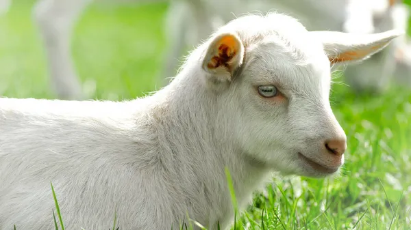 Schattige Baby Geit Zittend Een Groene Weide Dierenboerderij Achtergrond — Stockfoto