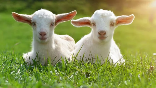 Animale Fattoria Sfondo Due Capre Bambino Carino Sono Seduti Prato — Foto Stock