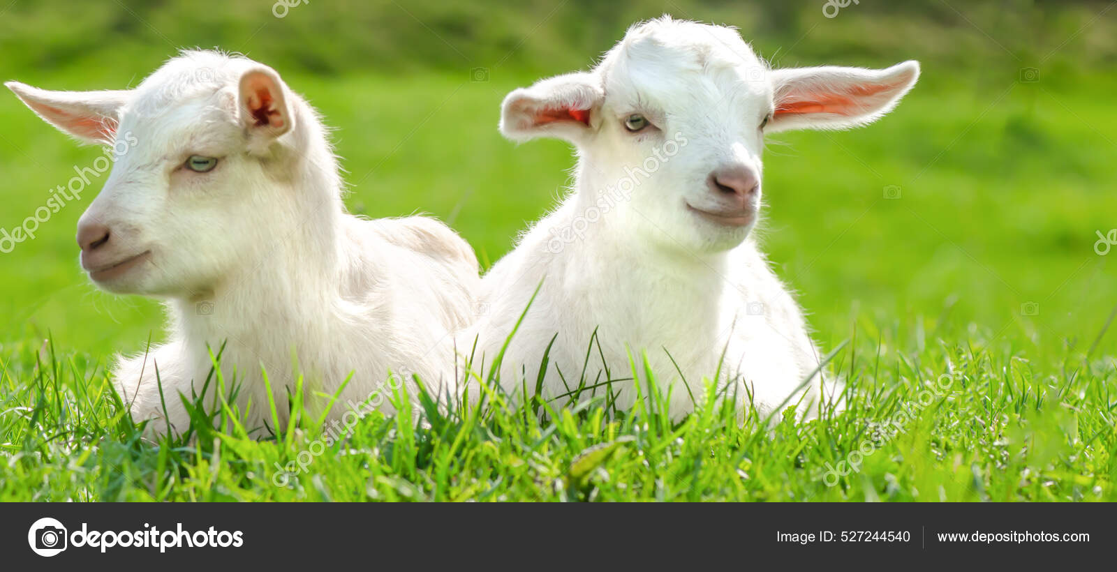 Husdyrbakgrunn Søte Geiter Sitter Grønn Eng – stockfoto © CorriSeizinger  #527244540, image size:1600x820