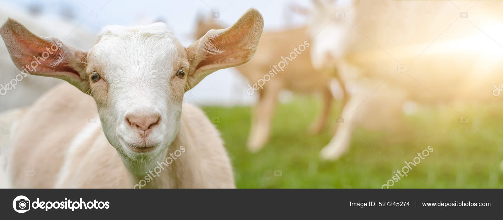 Lykkelig Leende Geit Opplyst Solen Grønn Frisk Eng – stockfoto ©  CorriSeizinger #527245274, image size:1600x700