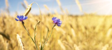Tarım geçmişi - Almanya 'da güneşli mavi bulutlu gökyüzünün altında yaz tahıl arpa tarlası ve Centaurea siyanus L manzarası