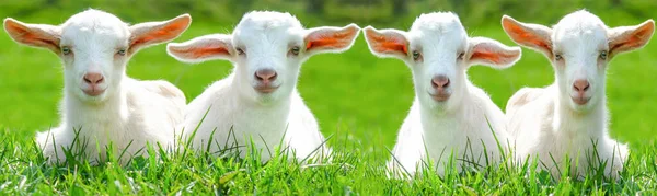 有趣的动物背景横幅 四个可爱的小山羊 小羊宝宝坐在绿色的草地上 — 图库照片