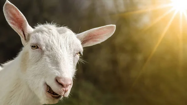 快乐的山羊在阳光的照耀下 — 图库照片