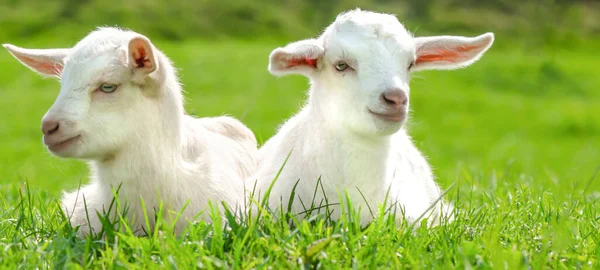 Dierenboerderij Achtergrond Twee Schattige Baby Geiten Zitten Een Groene Weide — Stockfoto