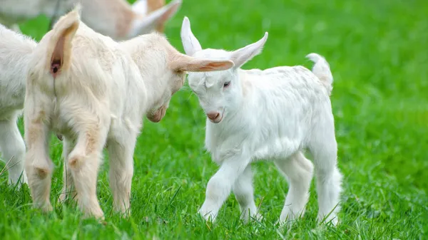 Dieren Achtergrond Leuke Vechtende Baby Geiten Groene Weide — Stockfoto