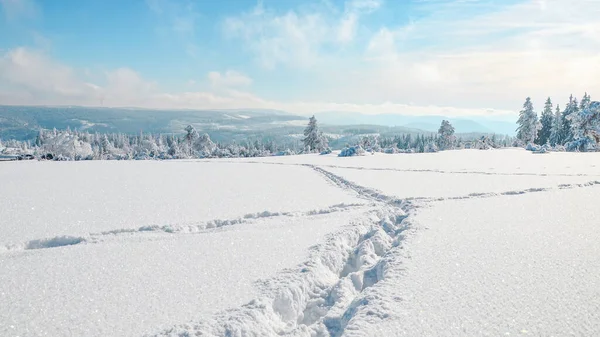 Stunning Panorama Snowy Landscape Winter Black Forest Winter Wonderland — Stock Photo, Image