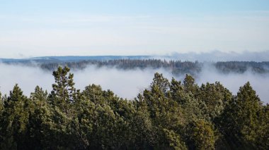 Kara Orman (Schwarzwald) Almanya panorama afişi. - Karanlık ruh hali..