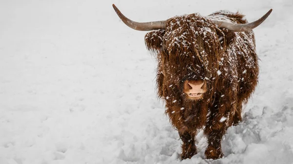 Αστεία Ζώα Φόντο Πανόραμα Πανόραμα Scottish Highland Cow Χειμώνα Χιόνι — Φωτογραφία Αρχείου