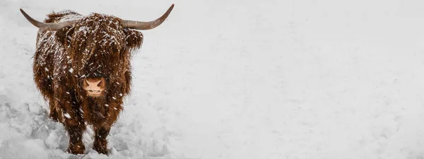 Funny Animals Background Banner Panorama Scottish Highland Cow Winter Snow — Stockfoto