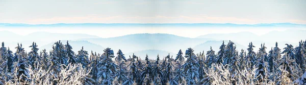 神秘的な上昇霧の空の森雪の木黒い森の風景雪景色 シュワルツヴァルト ドイツのパノラマバナー 神秘的な雪の気分 — ストック写真