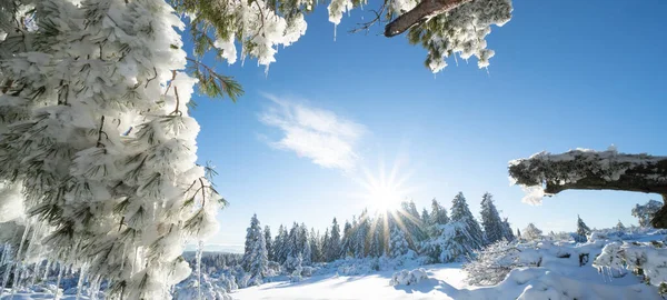 Stunning Panorama Snowy Landscape Winter Black Forest Snow View Winter — 图库照片