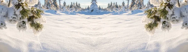 德国美丽的黑森林中 全景大自然冬季雪景背景 雪地覆盖着冰雪覆盖的松树 松果和冰柱 — 图库照片
