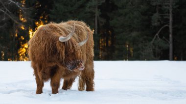 Funny Animals - Scottish highland cow with tongue out in winter with snow, cow in snowy field in the beautiful black forest with the glowing sun and firs in the background