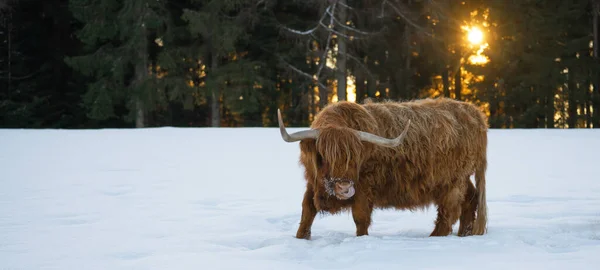 有趣的动物 苏格兰高地奶牛 冬天有舌头 奶牛在雪地里 美丽的黑森林里 有灿烂的阳光 背景上有冷杉 — 图库照片