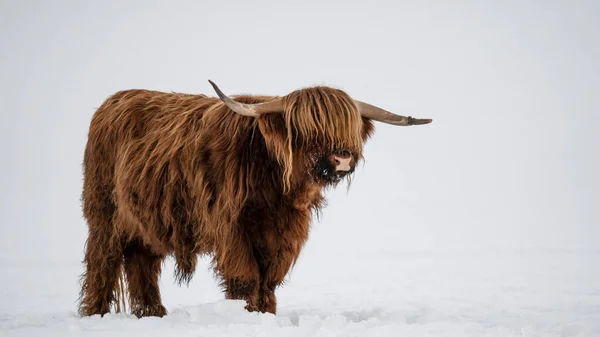 Funny Animals Background Banner Panorama Scottish Highland Cow Winter Snow — 图库照片