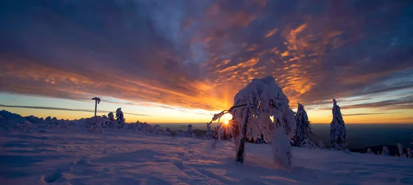 漆黑的森林 雪地的雪景 雪地的雪景夕阳西下 夜空闪烁着灿烂的光芒 — 图库照片