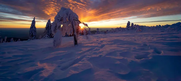 漆黑的森林 雪地的雪景 雪地的雪景夕阳西下 夜空闪烁着灿烂的光芒 — 图库照片