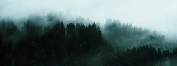黑森林背景横幅 雾蒙蒙的穆迪森林景观全景和雾蒙蒙的晨曦中冷杉树的黑暗轮廓 — 图库照片