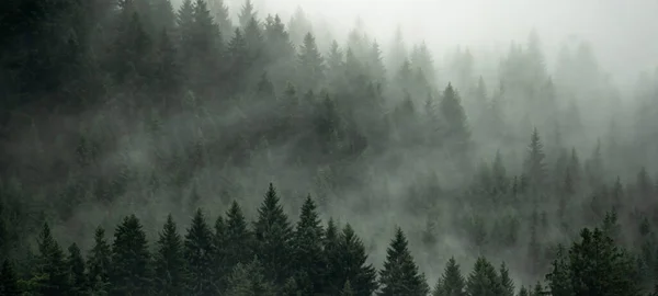 Amazing Mystical Rising Fog Forest Trees Landscape Black Forest Schwarzwald — 图库照片
