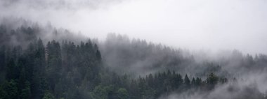 İnanılmaz mistik yükselen sis ağaçları Kara Orman (Schwarzwald) Almanya panorama pankartı manzarası - karanlık ruh hali