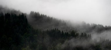 İnanılmaz mistik yükselen sis ağaçları Kara Orman (Schwarzwald) Almanya panorama pankartı manzarası - karanlık ruh hali