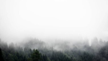 İnanılmaz mistik yükselen sis ağaçları Kara Orman (Schwarzwald) Almanya panorama pankartı manzarası - karanlık ruh hali