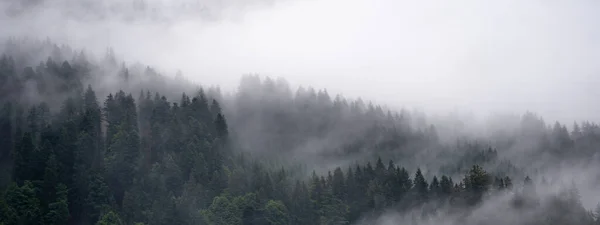 İnanılmaz mistik yükselen sis ağaçları Kara Orman (Schwarzwald) Almanya panorama pankartı manzarası - karanlık ruh hali
