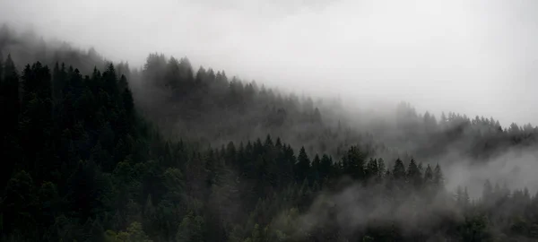 İnanılmaz mistik yükselen sis ağaçları Kara Orman (Schwarzwald) Almanya panorama pankartı manzarası - karanlık ruh hali