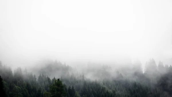 令人惊奇的神秘升起的雾气森林树木第一次在黑森林中看到风景 施瓦兹瓦尔德 德国全景横幅景观 黑暗的心情 — 图库照片