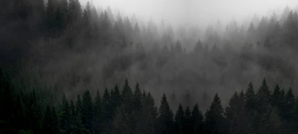 Amazing Mystical Rising Fog Forest Trees Firs Landscape Black Forest — Stock Photo, Image