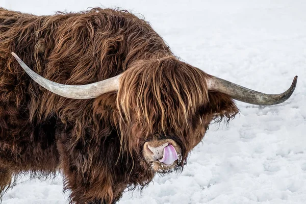 有趣的动物背景 苏格兰高地奶牛 冬天舌头伸出 雪地里的奶牛 美丽的黑森林里的奶牛 — 图库照片