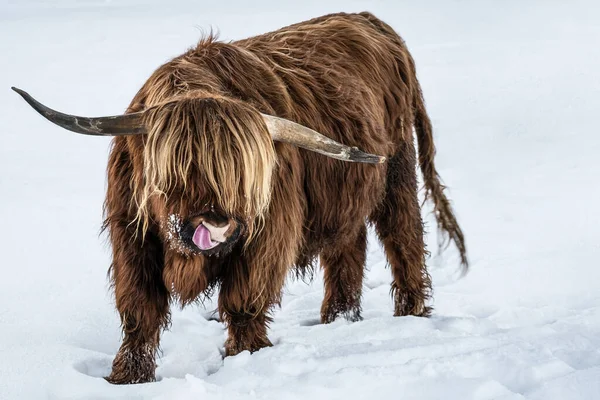 有趣的动物背景 苏格兰高地奶牛 冬天舌头伸出 雪地里的奶牛 美丽的黑森林里的奶牛 — 图库照片
