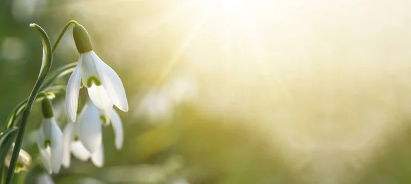 Весна Прокидається Вранці Біла Свіжа Квітка Снігових Крапель Galanthus Освітлена — стокове фото
