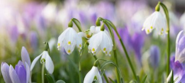 Bahar düğümlü çiçekler (leucojum vernum), kar damlası (Galanthus nivalis) ve Crocus (Crocus sieberi), sabah güneşi ile aydınlanan güzel bahar çayırları manzarası.