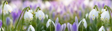 Bahar düğümlü çiçekler (leucojum vernum), kar damlası (Galanthus nivalis) ve Crocus (Crocus sieberi), sabah güneşi ile aydınlanan güzel bahar çayırları manzarası.