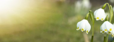 Bahar düğümü çiçekleri (leucojum vernum) ile çiçek açan taze yeşil bahar çayırlarının güzel manzarası, sabah güneşi tarafından aydınlatılır.