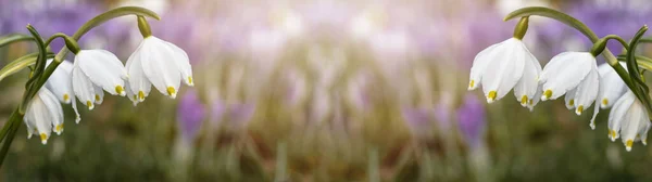 百花齐放的春草甸风景美丽全景 春节花 金银花 和番红花 黑番红花 由晨阳照耀 — 图库照片