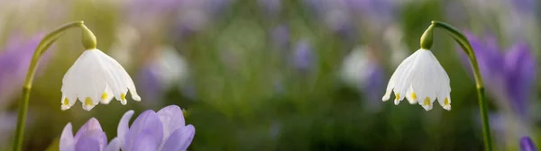 Schöne Aussicht Auf Blühende Frühlingswiesen Mit Frühlingsblumen Leucojum Vernum Schneeglöckchen — Stockfoto